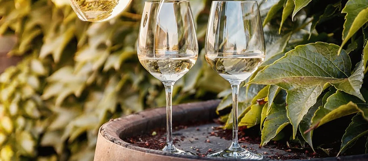 Sauvignon-blanc-vino